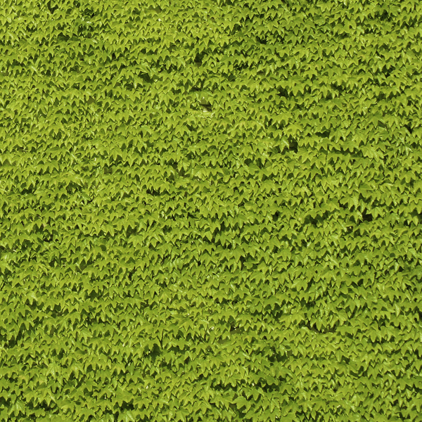 Bl&auml;tter von Wildem Wein