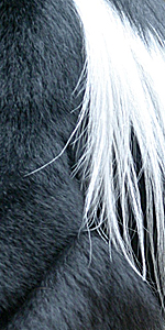 Fell des Mantelaffen