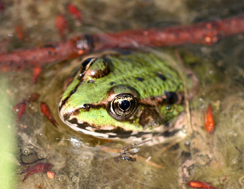 Wasserfrosch